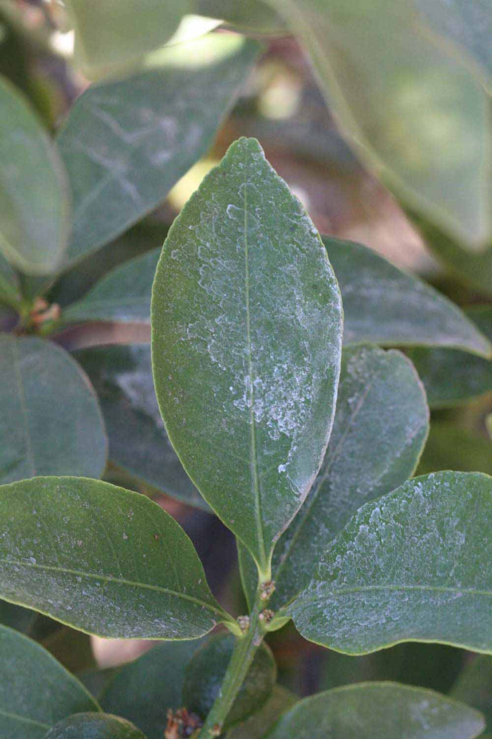              Unifoliolate leaf (Riverside, CA)       